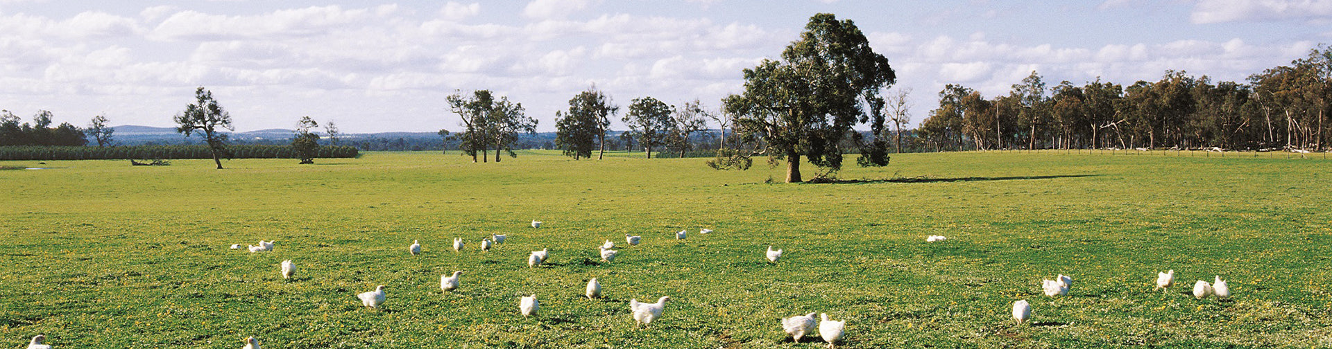 Mt Barker Free Range Chicken and Pork